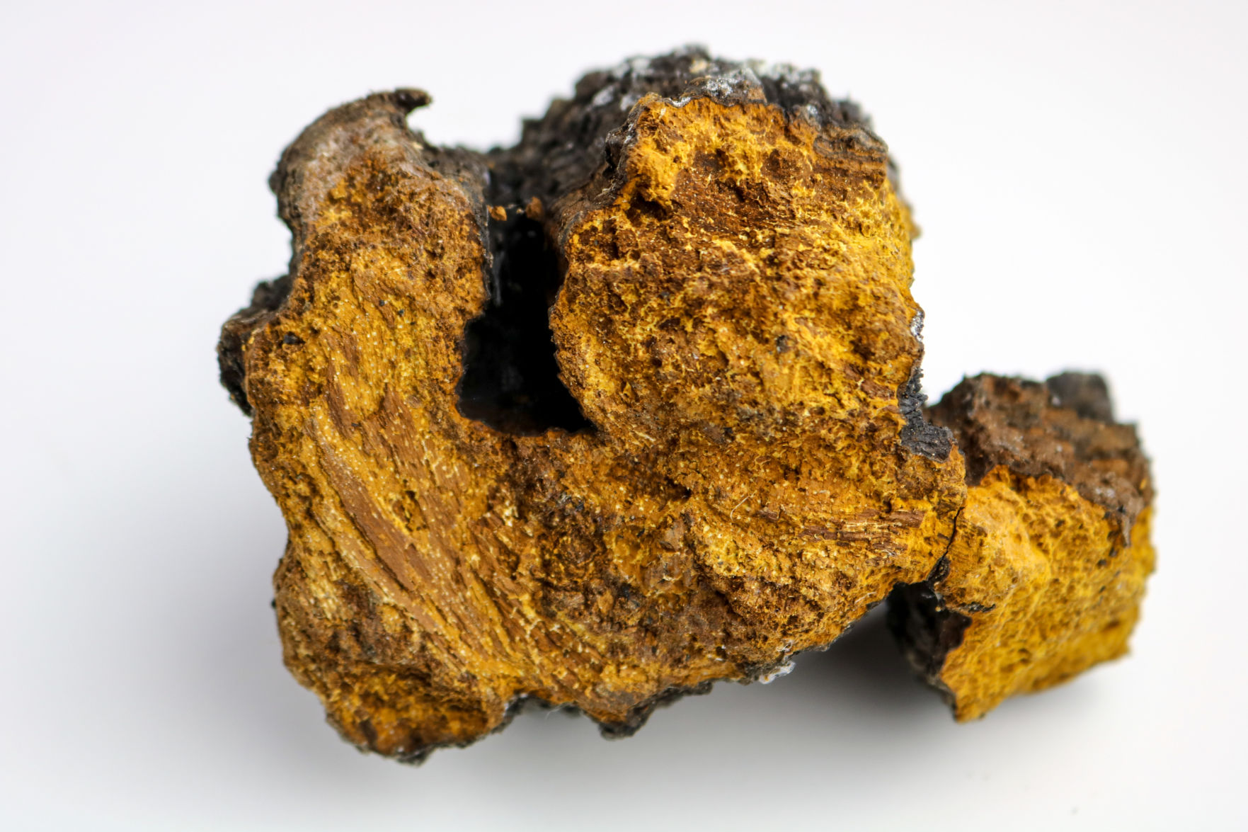 Chaga